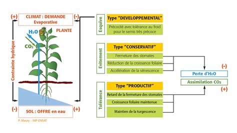 Diagramme des effets climatiques sur les plantes fourragères