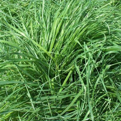 Illustration d'un gazon verdoyant et dense de ray-grass anglais