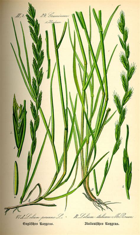 Détail de l'inflorescence du ray-grass anglais vivace