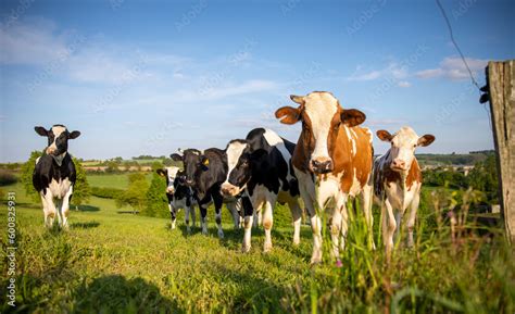 Troupeau de vaches laitières pâturant dans un champ de ray-grass anglais