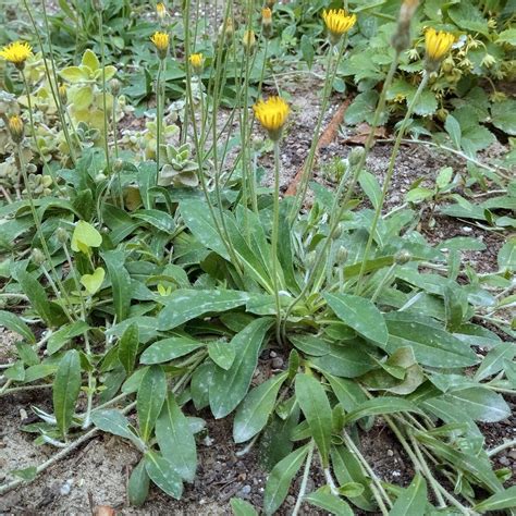 Illustration botanique de la Piloselle (Hieracium pilosella) montrant ses stolons et ses fleurs jaunes
