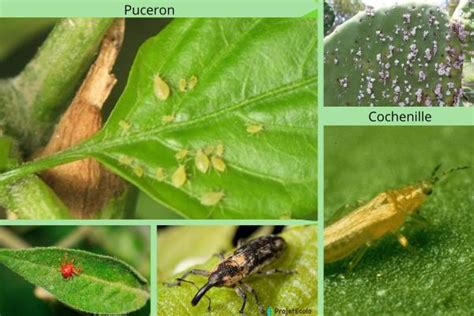 Identification des ravageurs des plantes grasses