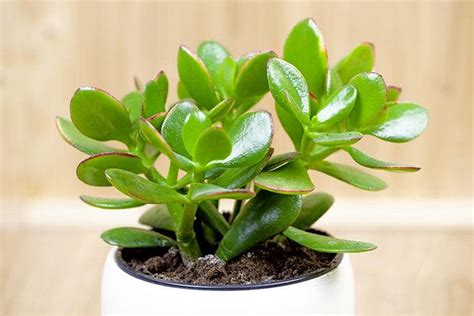 Crassula Ovata ou Arbre de Jade