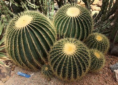 Echinocactus grusonii ou Coussin de Belle-Mère