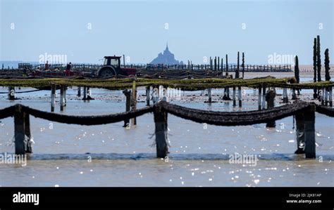 Mytiliculture dans la Baie du Mont Saint-Michel