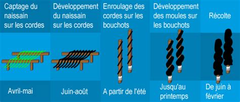Schéma de l'élevage de moules sur cordes