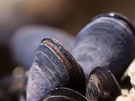 Bouchots de moules à marée basse