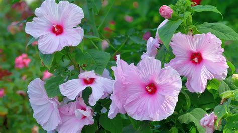 Comparaison des feuilles de l'Hibiscus rosa-sinensis et de l'Hibiscus syriacus
