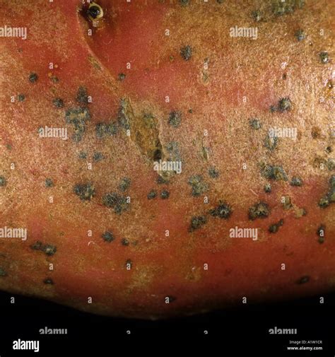 Détail d'un tubercule de Celtiane avec sa peau jaune clair