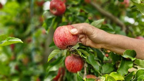 Diversité des fruits à cueillir