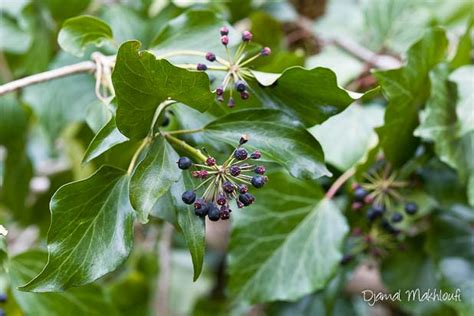 Gros plan sur les fleurs et les baies du Lierre