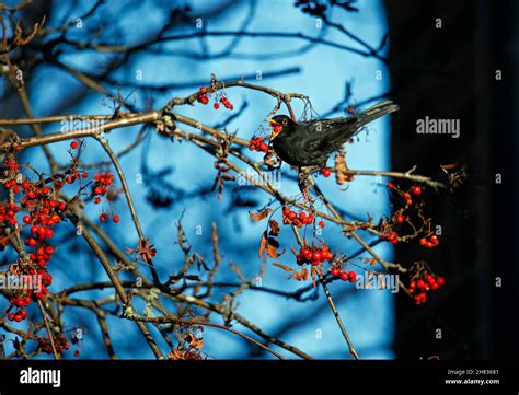 Oiseaux se nourrissant de baies de lierre en hiver