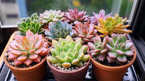 Plantes succulentes aux formes et couleurs variées