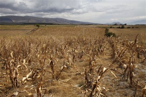 Champ agricole touché par la sécheresse