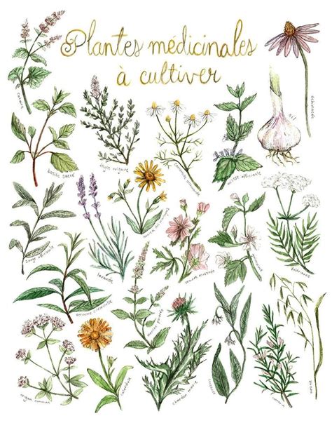 Illustration botanique représentant des plantes médicinales traditionnelles