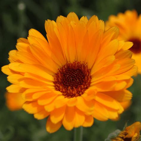 Photographie macro d'une fleur de souci (Calendula officinalis)
