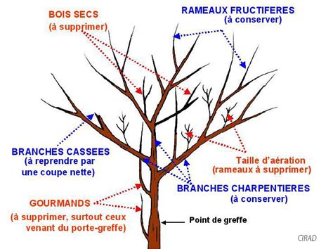 Schéma des techniques de taille et d'entretien des arbres fruitiers en milieu urbain