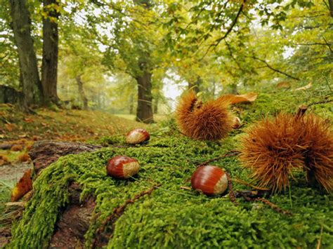 Forêt de châtaigniers en automne