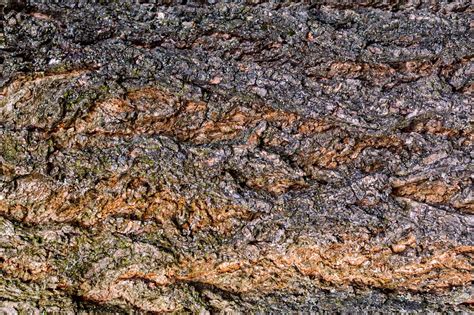 Détail de l'écorce et de la texture du bois de châtaignier