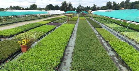 une vue d'ensemble d'une pépinière florissante sous serre avec une grande variété de plantes vertes et fleuries