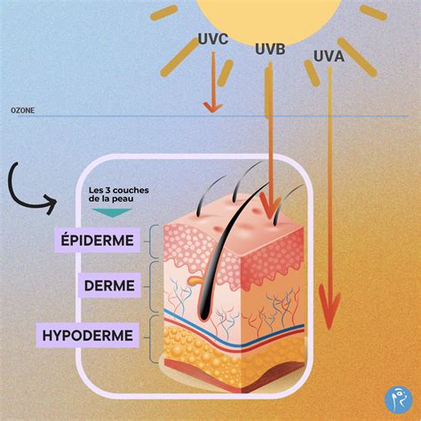 Schéma explicatif des molécules furocoumarines réagissant au rayonnement UV sur l'épiderme humain