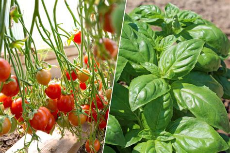 Photo d'un potager avec des tomates cerises associées à du basilic et des œillets d'Inde