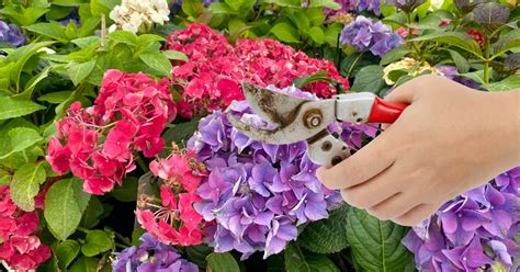Schéma illustrant la taille correcte des fleurs fanées sur un pélargonium