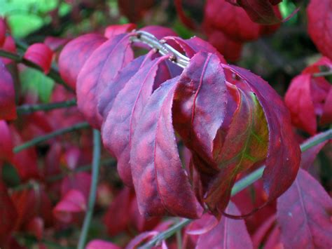 Différentes couleurs de feuillage d'automne du fusain ailé