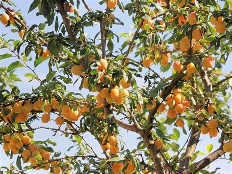 Fleurs et fruits du mirabellier