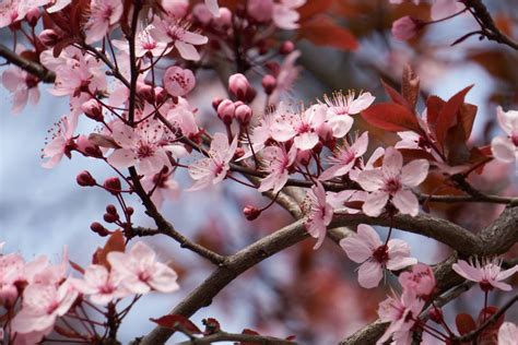Prunier pourpre en fleurs et feuilles