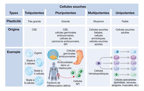 Schéma comparatif entre une souche traitée et une souche témoin