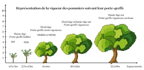 Schéma explicatif des étapes de plantation d'arbres fruitiers adaptés au climat littoral