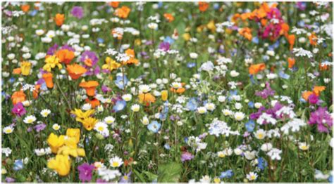 Transformation d'une pelouse en prairie fleurie, étape par étape