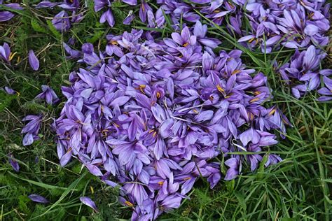 Champ de Crocus sativus en fleurs à l'automne