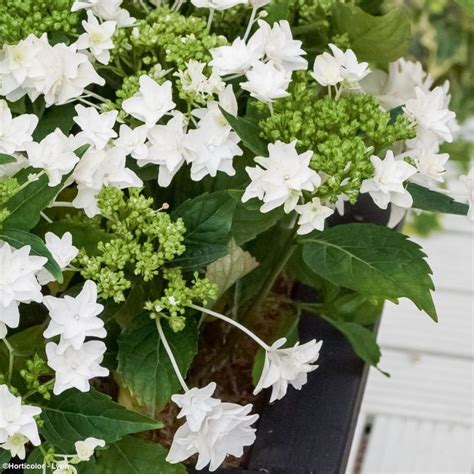 Détail des fleurs étoilées de l'Hortensia 'Magical Starlight'