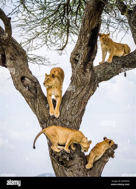 Lions se reposant dans les branches d'un acacia en Tanzanie