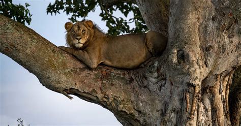 Lions grimpeurs dans un figuier africain