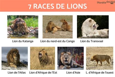 Comportements des lions arboricoles
