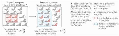 Méthode de capture d'une araignée
