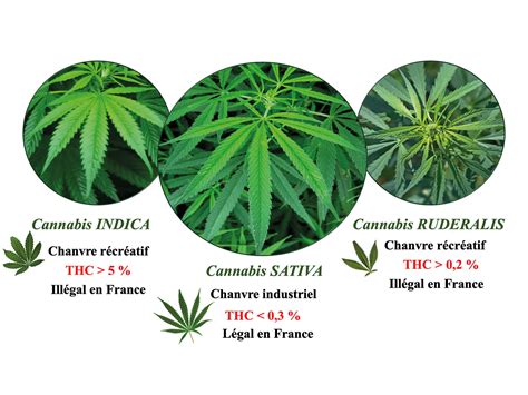 Illustration des différents types de Cannabis sativa