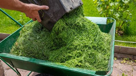 Tontes de gazon utilisées comme paillage au pied de légumes