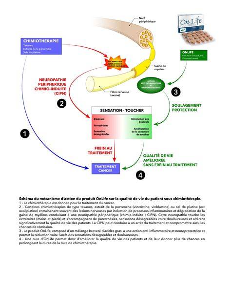 Schéma illustrant le mécanisme d'action de l'extrait de lierre sur les bronches