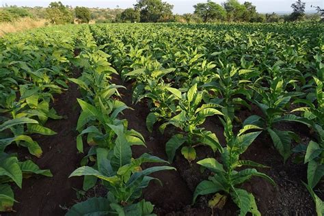 Plantation de tabac en Virginie coloniale