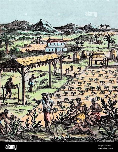 Esclaves africains travaillant dans une plantation de tabac