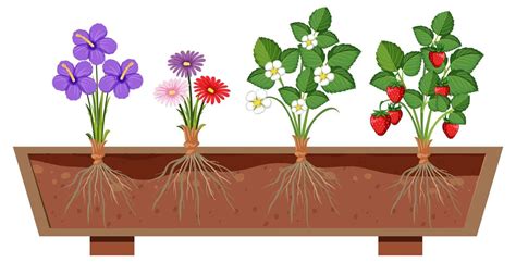 Illustration d'un jardin diversifié avec différentes plantes poussant ensemble