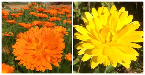 Photo de tagètes et de calendulas fleuries