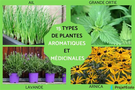 Composition de plantes aromatiques avec du cannabis