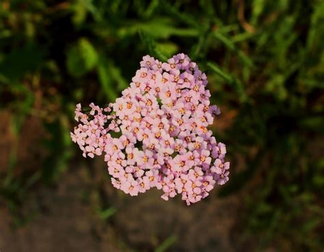 Photo gros plan d'une fleur d'Achillée millefeuille