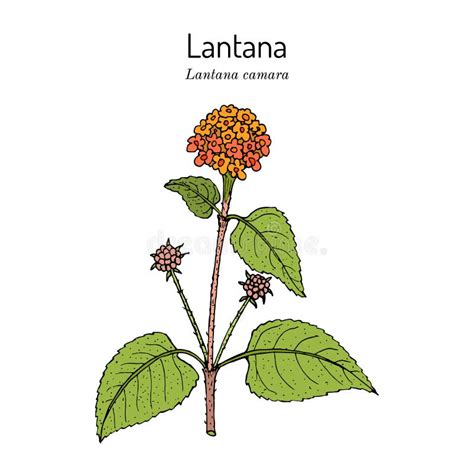 Illustration détaillée de l'inflorescence multicolore du Lantana camara