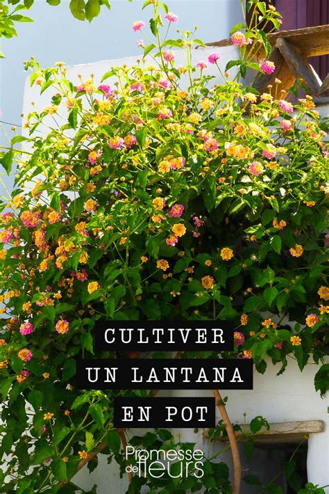Schéma de plantation en pot pour le Lantana camara avec conseils de drainage